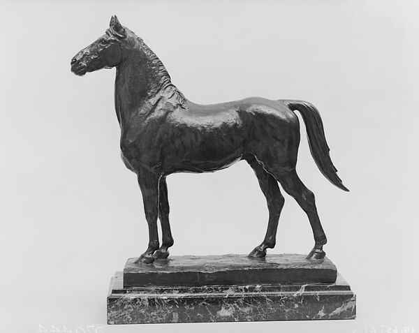 Morgan Stallion