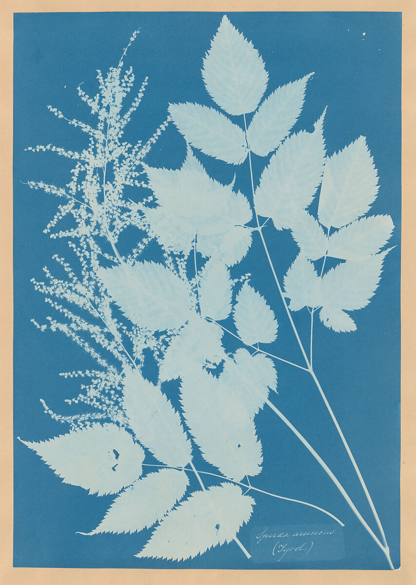 Spiraea aruncus (Tyrol), Anna Atkins  British, Cyanotype
