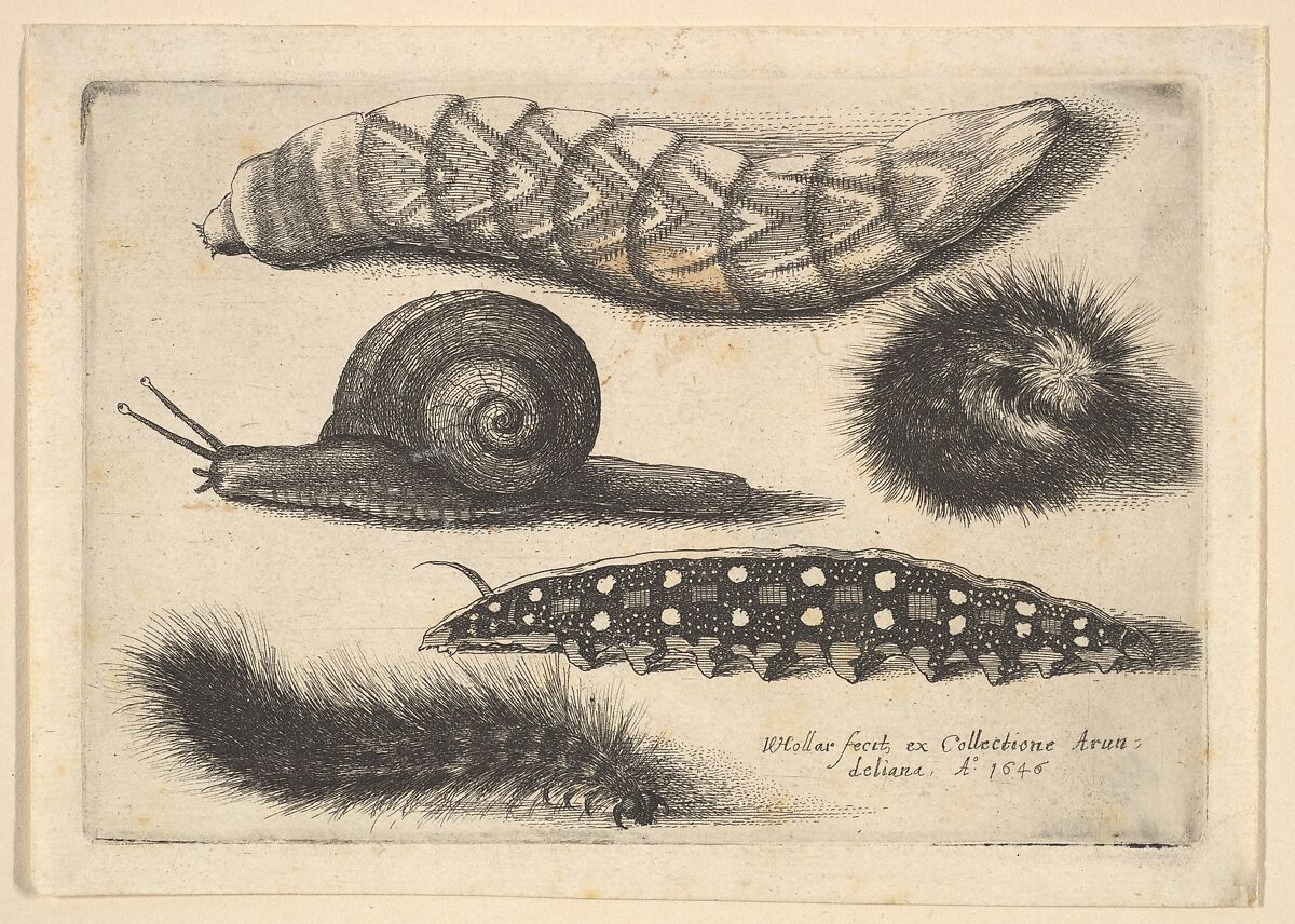 Four Caterpillars and a Snail, Wenceslaus Hollar  Bohemian, Etching; first state of three